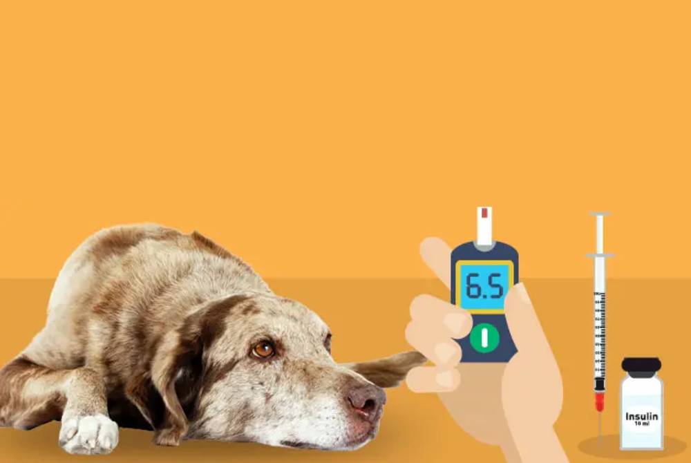 Monitoring Diabetes in Dogs: Clinical Insights on Fructosamine and HbA1c